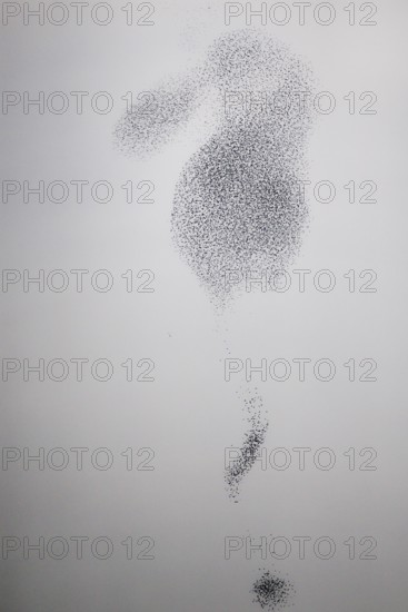 Starling (Sturnus vulgaris), huge flock of birds in formation flight of a so-called murmuration in