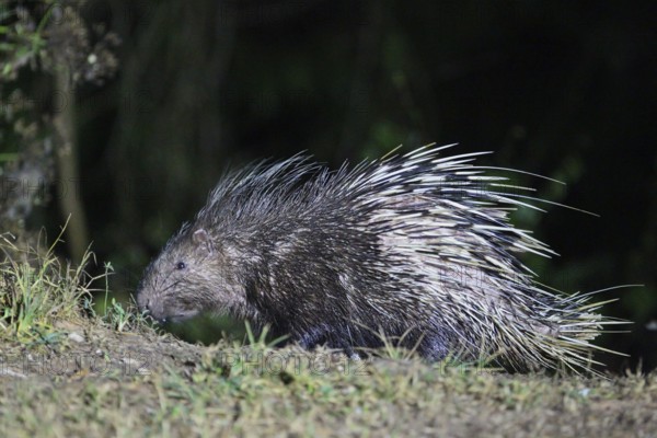 Malayan porcupine, short-tailed porcupine (Hystrix brachyura), close-up, adult at night in the