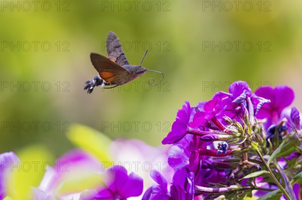 Pigeon tail (Macroglossum stellatarum), close-up, flying and hovering with long, unfurled proboscis