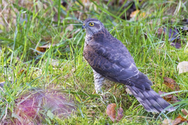 Sparrowhawk (Accipiter nisus), close-up, young bird sitting in meadow with autumnal coloured leaves