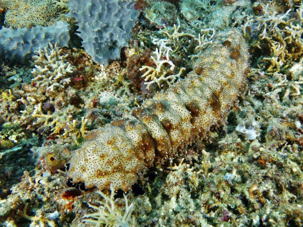 A striped sea cucumber (Pearsonothuria graeffei) moves across the colourful seabed of a coral reef.