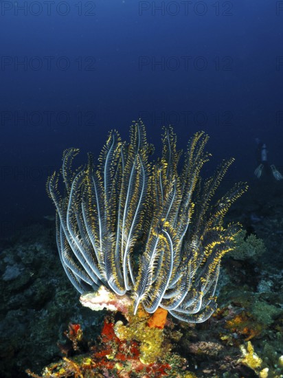 Bushy feather star, Variable feather star (Comaster schlegelii) in a coral reef, bright yellow