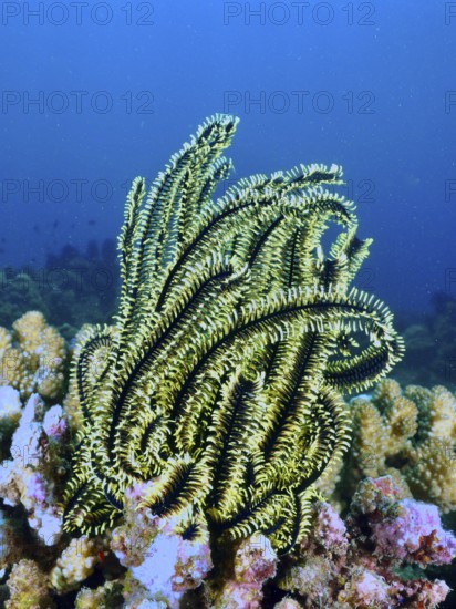 Shining starfish, Bushy feather star, Variable feather star (Comaster schlegelii), surrounded by