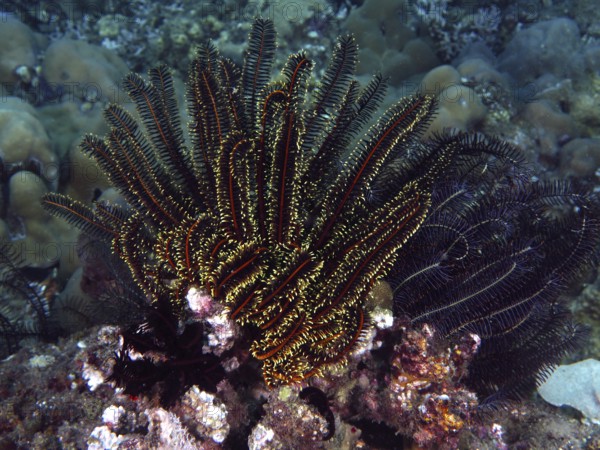 Various colourful starfish, Bushy feather star, Variable feather star (Comaster schlegelii), in a