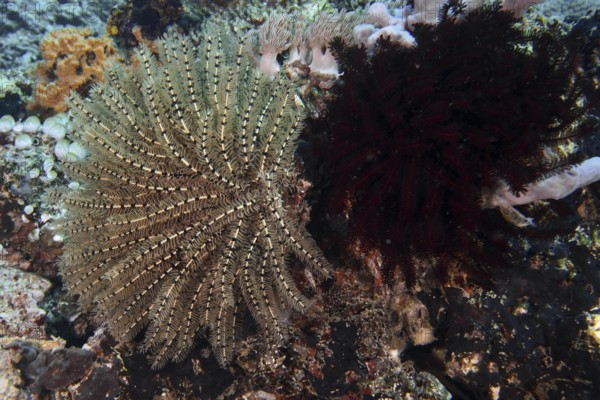 Two starfish in different colours, Bushy feather star, Variable feather star (Comaster schlegelii),