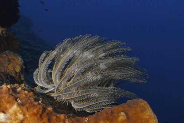 Underwater photo of Bushy feather star, Variable feather star (Comaster schlegelii) on a coral in