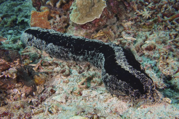 Black sea cucumber (Holothuria atra) moves across the sandy coral bottom. Dive site SD, Nusa