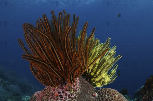 Shining starfish, Bushy feather star, Variable feather star (Comaster schlegelii), on a coral reef