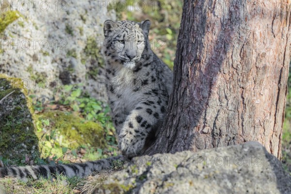 A snow leopard (Panthera uncia) stalks its siblings between rocks and trees in hilly terrain on a