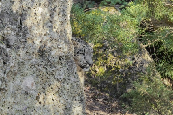 Perfect camouflage. A snow leopard (Panthera uncia) sits next to a rock in hilly terrain, blending
