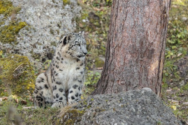 A snow leopard (Panthera uncia) sits on a sunny day between rocks next to a tree on hilly terrain,