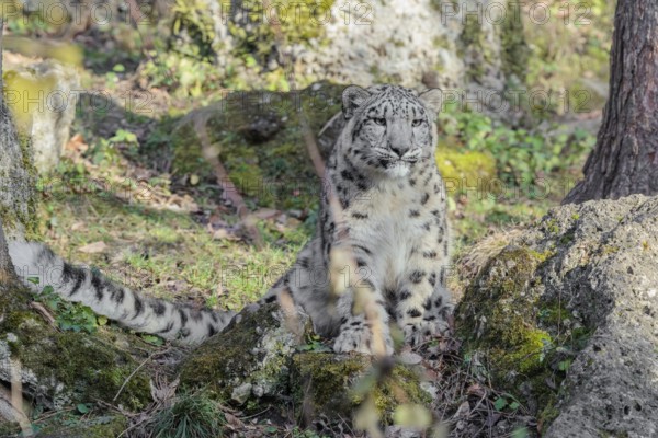 A snow leopard (Panthera uncia) stands on a rock next to a tree in hilly terrain on a sunny day.