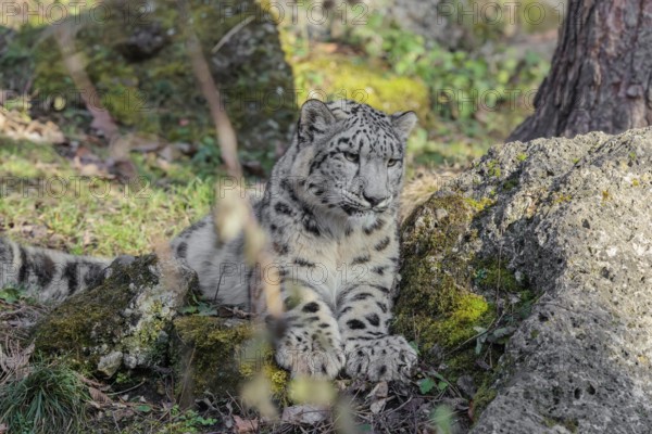A snow leopard (Panthera uncia) rests on a rock in hilly terrain, surrounded by green vegetation.