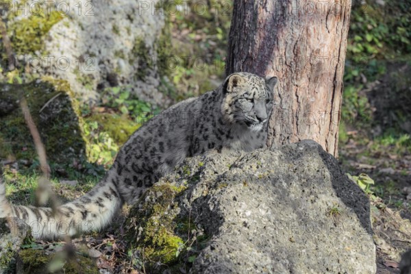 A snow leopard (Panthera uncia) sits on a sunny day between rocks next to a tree on hilly terrain