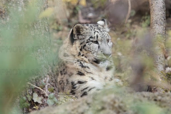 A snow leopard (Panthera uncia) rests among rocks and trees in hilly terrain, surrounded by green