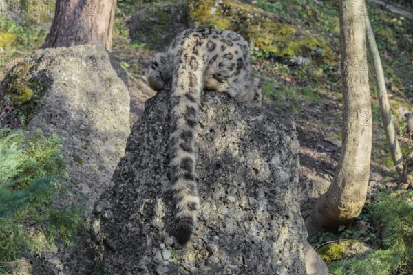 A snow leopard (Panthera uncia) rest on a rock next to a tree in hilly terrain. Only its back and