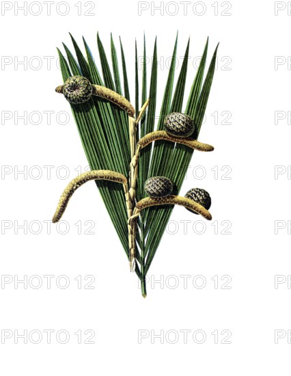 Useful plants, cultivated plants, real sago palm, sagus rumphii, school picture, authentic