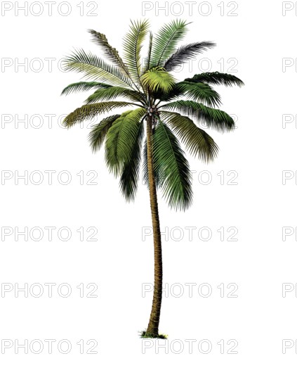 Useful plants, cultivated plants, real coconut tree, Cocos nucifera, school picture, authentic