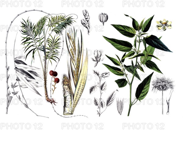 Useful plants, cultivated plants, dragon rotang, calmus draco and capsular jute, Corchorus