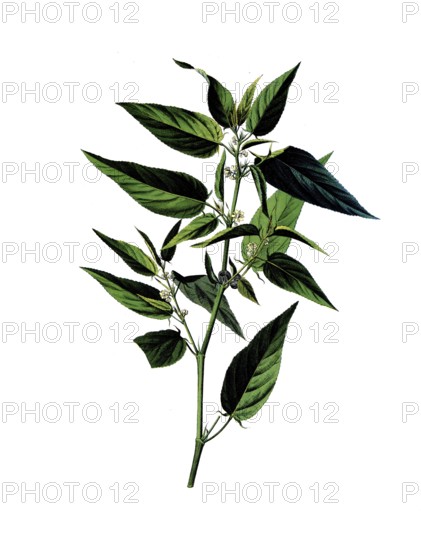 Useful plants, cultivated plants, capsular jute, Corchorus capsularis, school picture, authentic