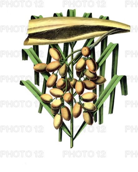 Useful plants, cultivated plants, common date palm, phoenix dactilifera, school picture, authentic