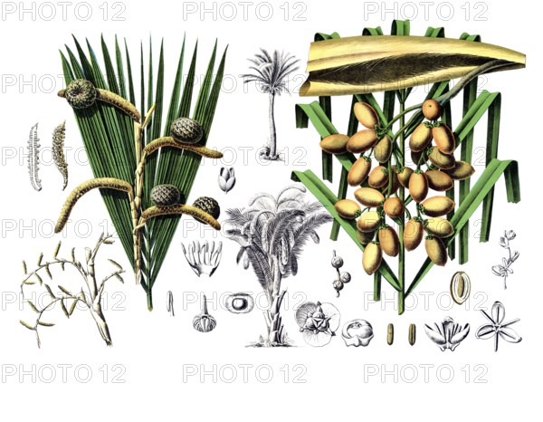 Useful plants, cultivated plants, sago palm, sagus rumphii and common date palm, Phoenix