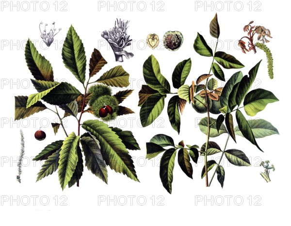 Useful plants, cultivated plants, chestnut, castanea vesca and walnut, Juglans regia, school