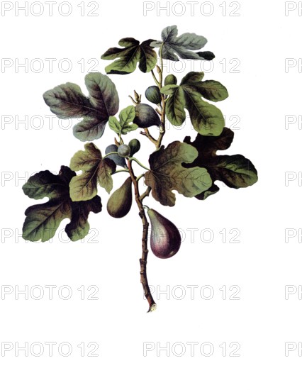 Useful plants, cultivated plants, fig tree, ficus carica, school picture, authentic reproduction of