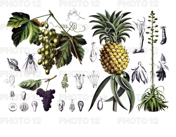 Useful plants, cultivated plants, vine, vitis vinifera and pineapple, pineapple sativa and agave,