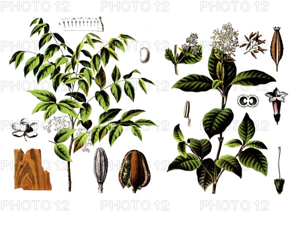 Useful plants, cultivated plants, mahogany tree, Swietenia mahogany and fever bark tree, cinchona