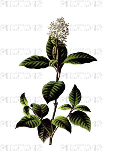 Useful plants, cultivated plants, fever bark tree, cinchona officinalis, school picture, authentic