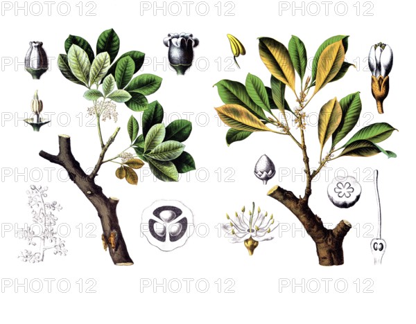 Useful plants, cultivated plants, rubber tree, Siphonia elastica and gutta percha tree, Isonandra