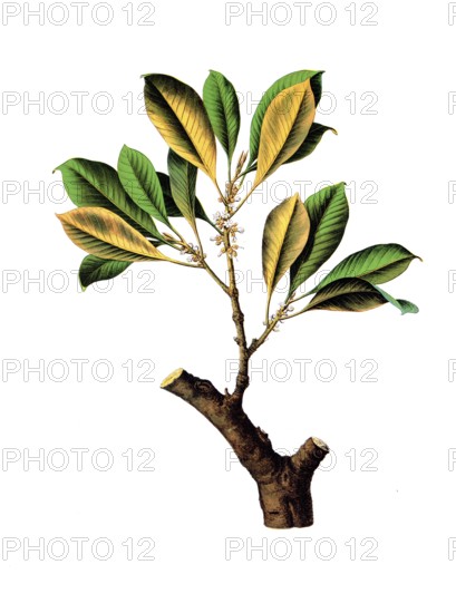 Useful plants, cultivated plants, gutta percha tree, Isonandra gutta, school picture, authentic