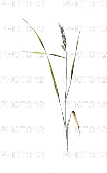 Useful plants, cultivated plants, rice, Oryza sativa, school picture, authentic reproduction of a