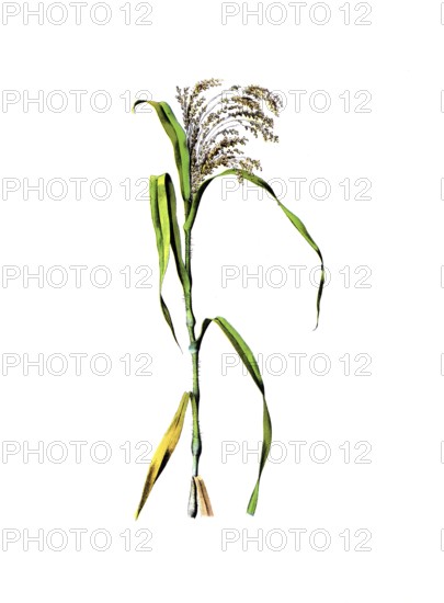 Useful plants, cultivated plants, millet, Panicum miliaceum, school picture, authentic reproduction