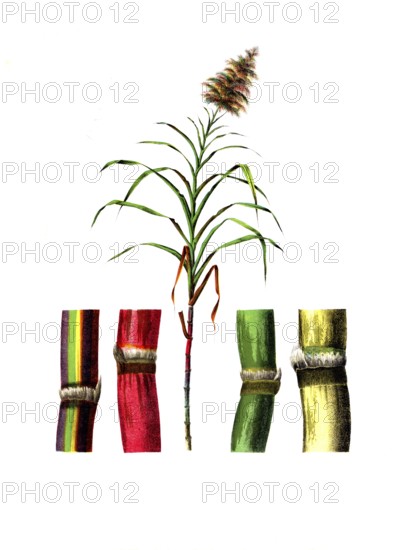 Useful plants, cultivated plants, sugar cane, Saccarum officinarum, school picture, authentic