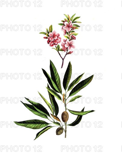 Useful plants, cultivated plants, almond tree, Amygdalus communis, school picture, authentic