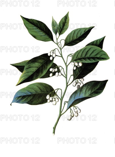 Useful plants, cultivated plants, nutmeg, myristica moschata, school picture, authentic