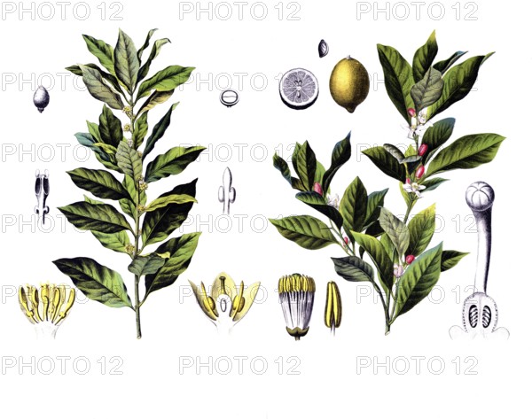 Useful plants, cultivated plants, laurel, Laurus nobilis and lime, citrus limonum, school picture,
