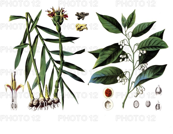 Useful plants, cultivated plants, ginger, Zingiber officinale and nutmeg, Myristica moschata,
