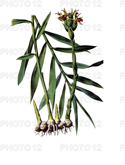 Useful plants, cultivated plants, ginger, Zingiber officinale, school picture, authentic
