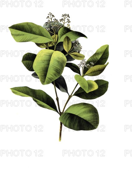 Useful plants, cultivated plants, clove pepper, myrtus pimenta, school picture, authentic