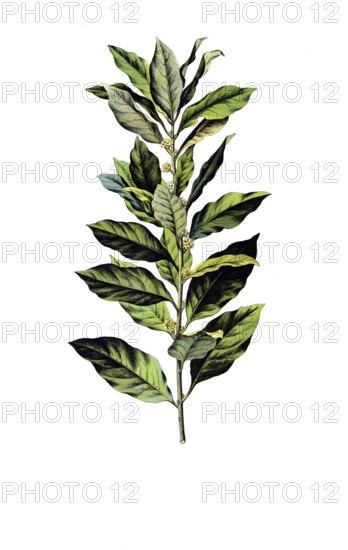 Useful plants, cultivated plants, laurel, Laurus nobilis, school picture, authentic reproduction of