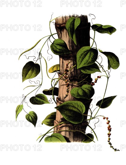 Useful plants, cultivated plants, black pepper, piper nigrum, school picture, authentic