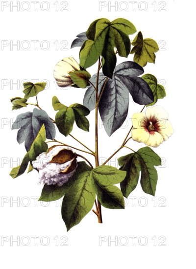 Useful plants, cultivated plants, cotton, Gossypium herbaceum, school picture, authentic