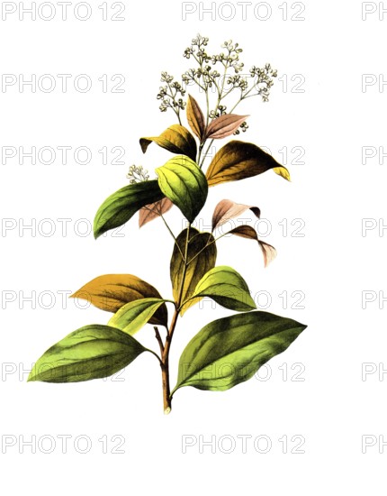 Useful plants, cultivated plants, Ceylon cinnamon tree, Laurus cinnamomum, school picture,