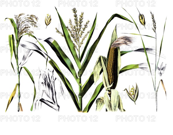 Useful plants, cultivated plants, millet, Panicum miliaceum and maize, zea maize and rice, Oryza