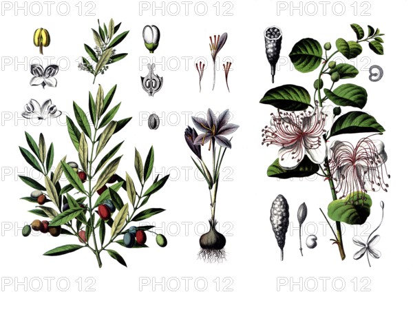 Useful plants, cultivated plants, olive tree, Olea europaea and saffron, Crocus sativus, and caper