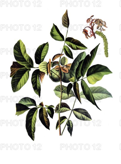 Useful plants, cultivated plants, walnut, Juglans regia, school picture, authentic reproduction of