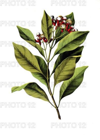 Useful plants, cultivated plants, clove tree, Caryophyllus aromaticus, school picture, authentic